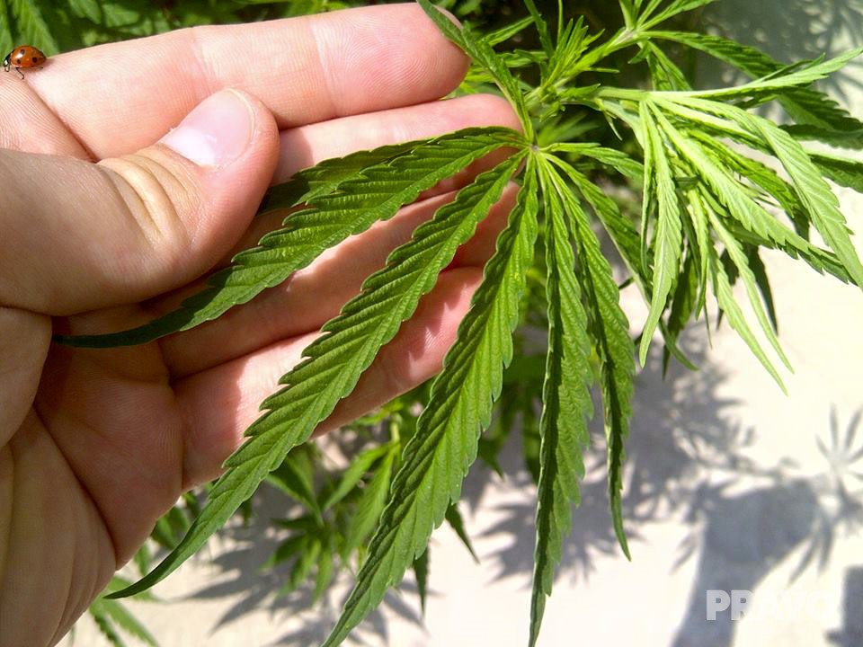 Содержание наркотических веществ в семенах конопли марихуана и релаксация